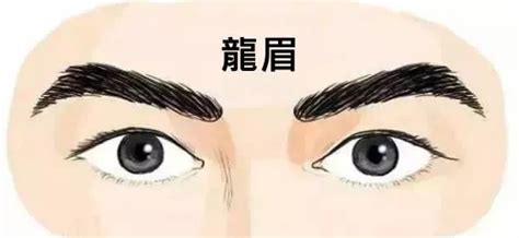 龍眉男|北斗眉桃花旺、獅子眉晚年超好命！男人「4眉型」財運噴發…數。